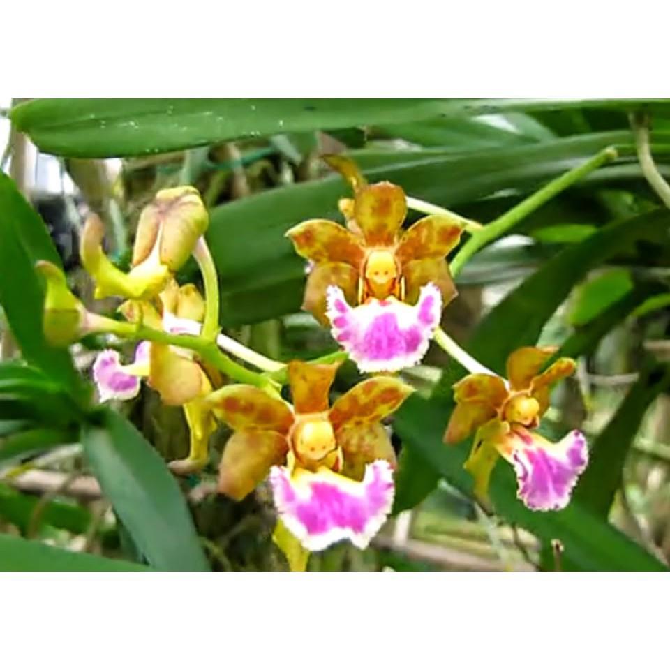 Hoa lan Giáng hương môi quạt