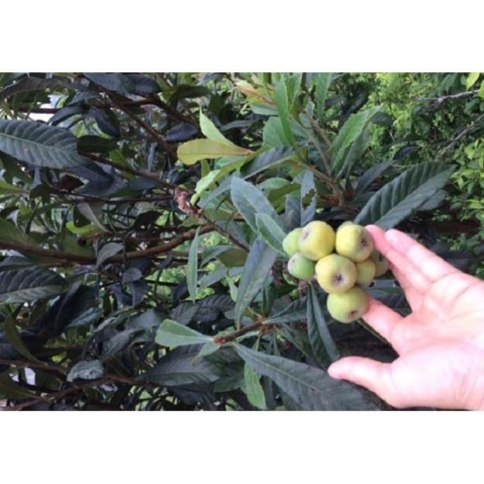 CÂY GIỐNG QUẢ BIWA SIÊU NGỌT, SIÊU QUẢ, SIÊU NĂNG SUẤT,SIÊU KINH TẾ- CAM KÊT GIỐNG CHUẨN F1