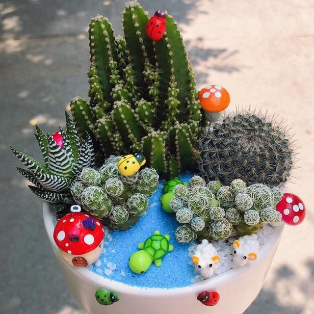 Chậu xương rồng tiểu cảnh