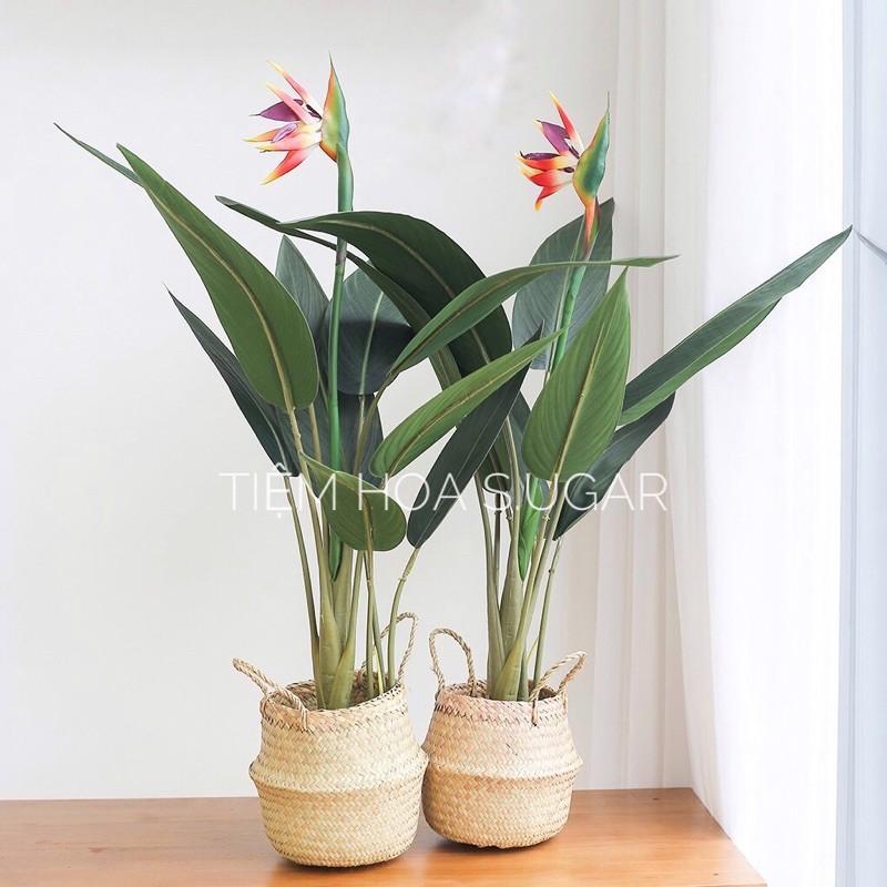 Cây thiên điểu giả