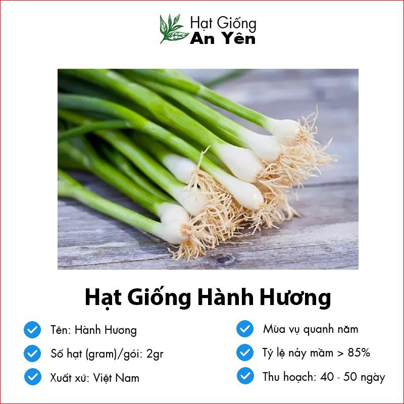 Hạt giống Hành Hương, nhanh thu hoạch, dễ trồng, nảy mầm và năng suất cao