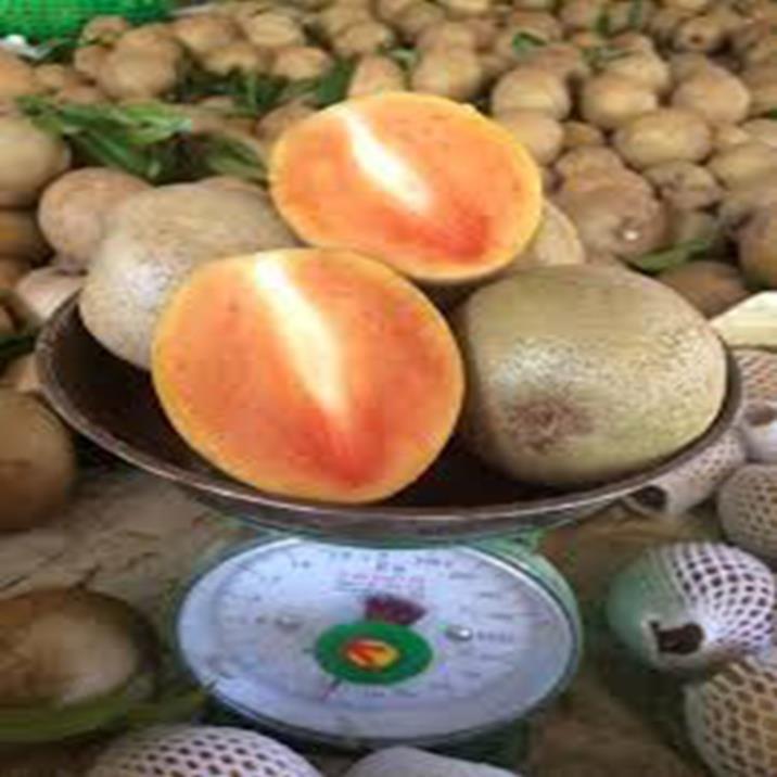 Cây giống hồng xiêm xoài