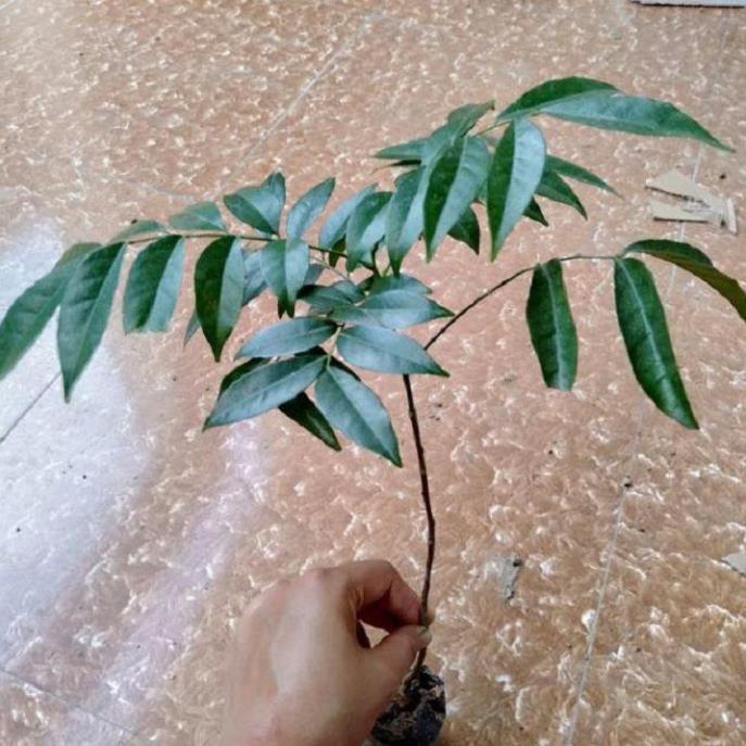 COMBO 5 CÂY GIỐNG CÂY MẮC MẬT , CAM KẾT GIỐNG CHUẨN F1