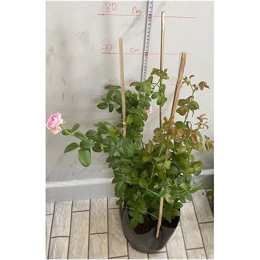 Hoa Hồng Mon Coeur leo cây nguyên bản