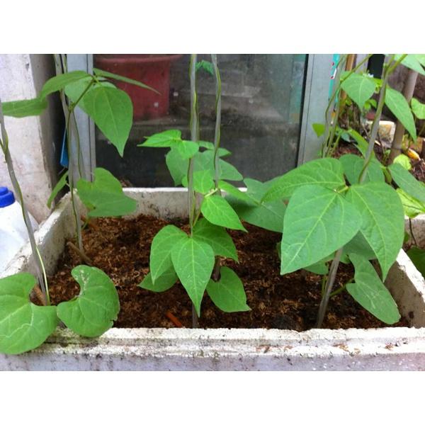 Hạt giống Đậu Rồng , đóng gói 5gr
