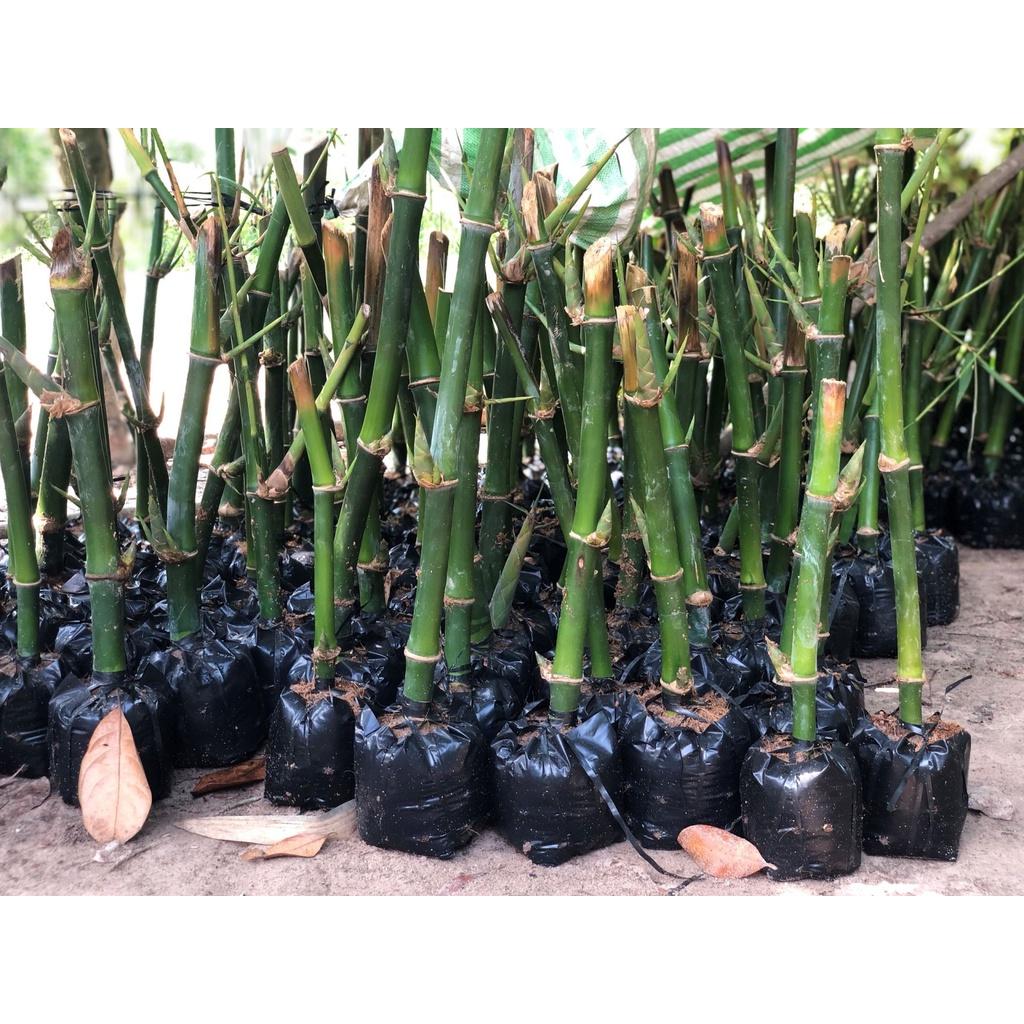 Cây Giống tre tàu vừa làm cảnh, vừa lấy măng