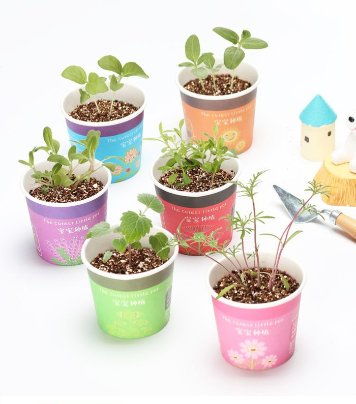 Bộ 3 Chậu Cây Bonsai Có Sẵn Hạt Giống và Đất - màu ngẫu nhiên