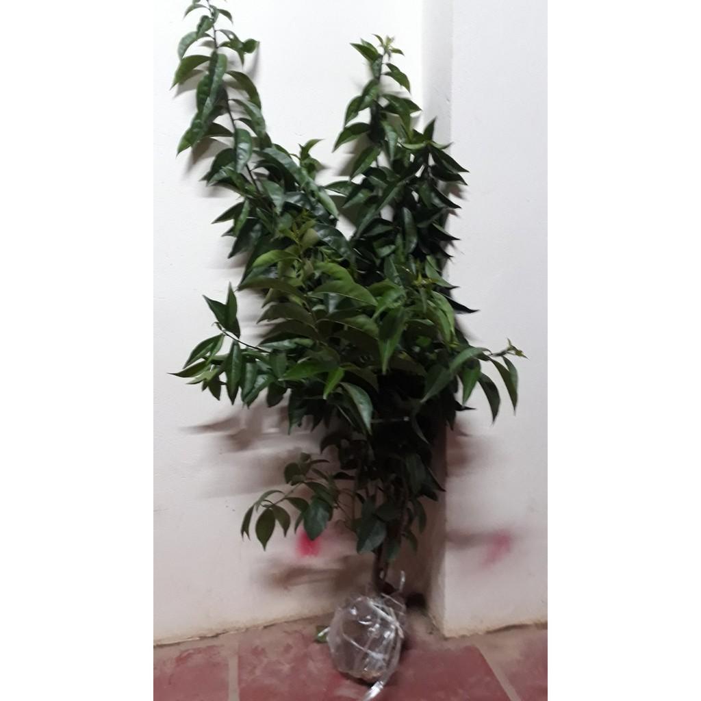 NGUYÊN BẦU CÂY GIỐNG HOA NHÀI NHẬT TÍM NHẬT BẢN ĐỔI MÀU-BẦU CÂY SIZE LỚN + Tặng 01 cây dâu da đất