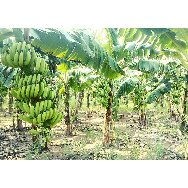 CÂY GIỐNG CHUỐI TIÊU HỒNG CẤY MÔ .