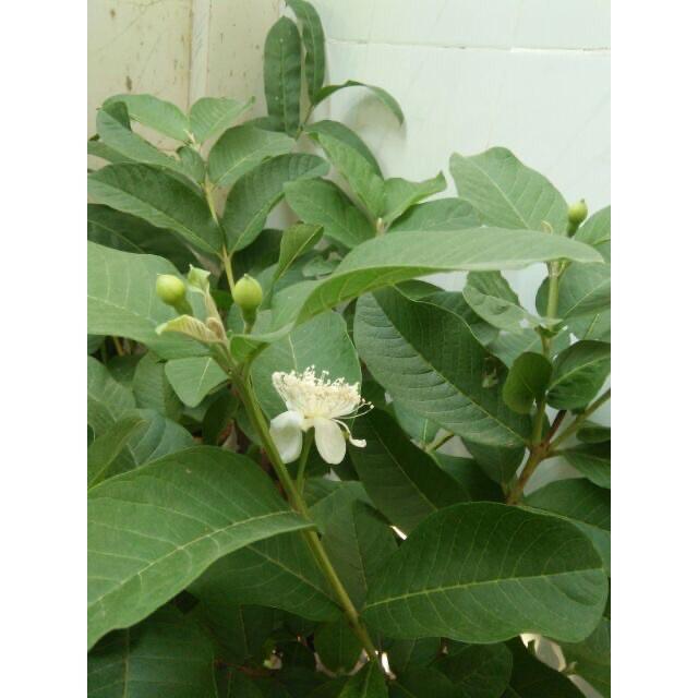 Cây ổi nữ hoàng mau cho trái