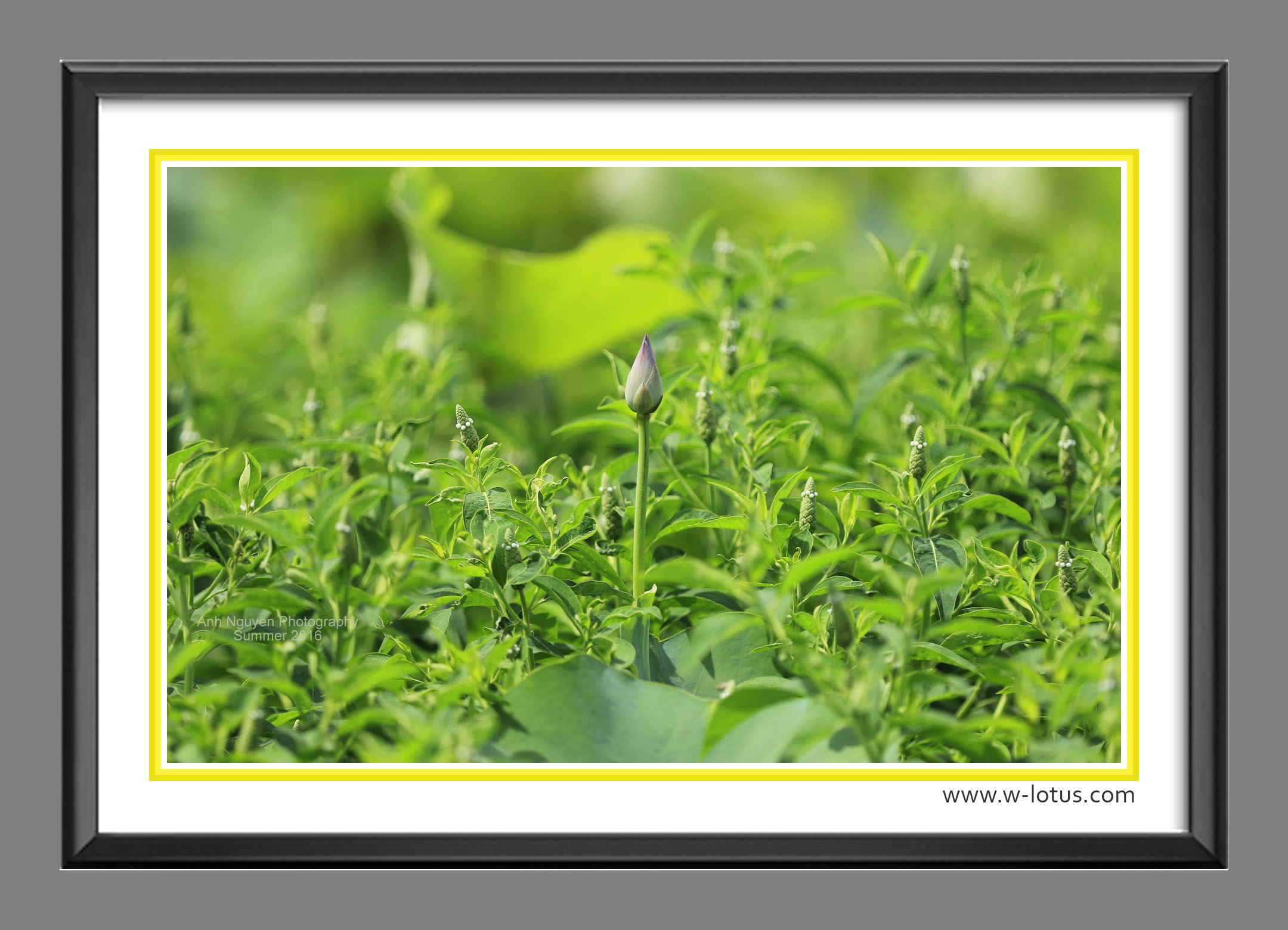 Tranh canvas hoa Sen treo phòng khách ST-00158