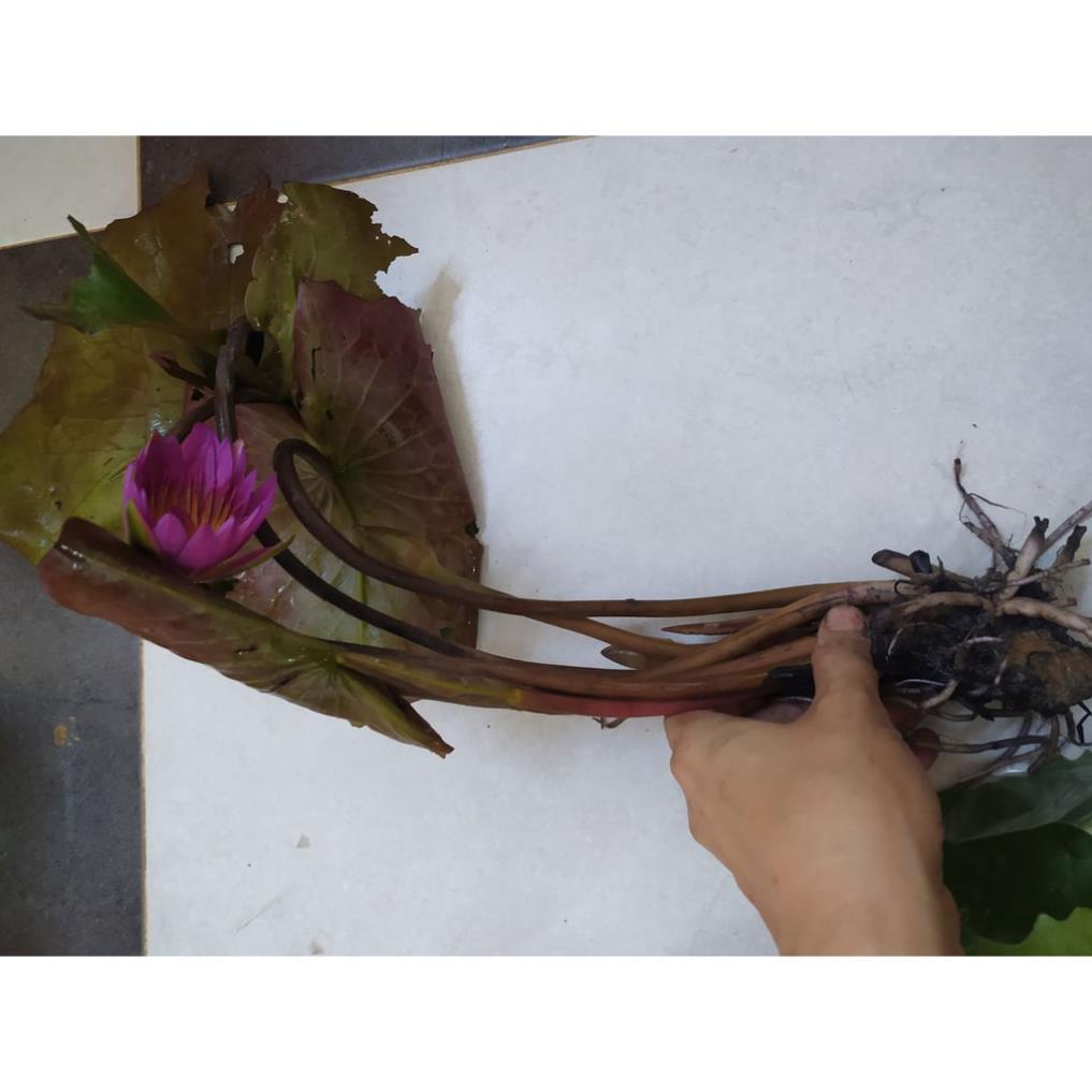 Cây Hoa Súng Đỏ - Hoa Quanh Năm