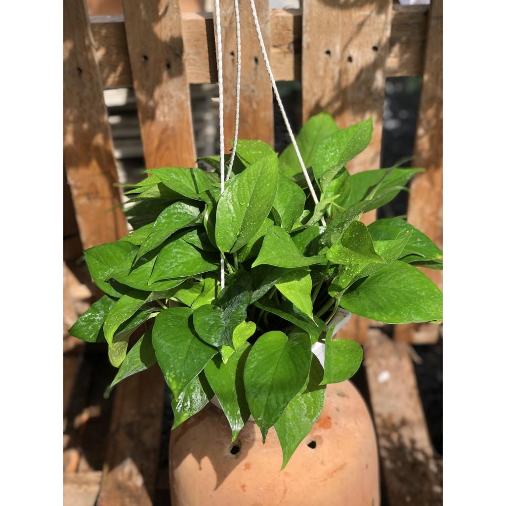 Chậu treo cây trầu bà Thái xanh