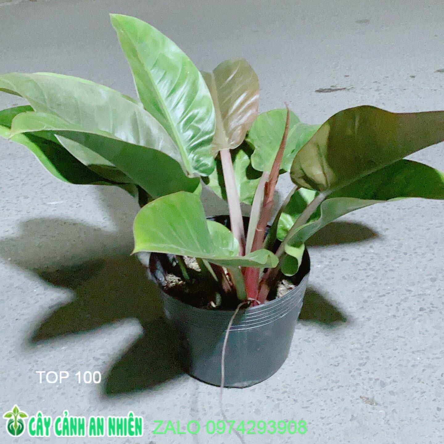 Cây Trầu Bà Đế Vương Đỏ