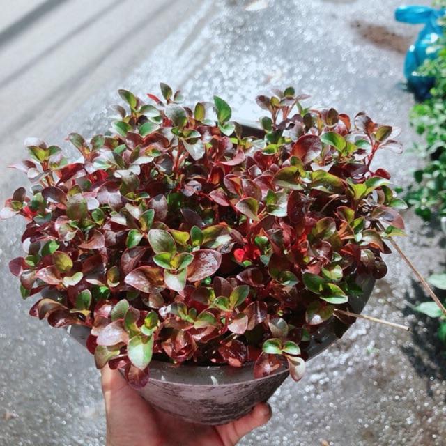 Lá Gấm Thái