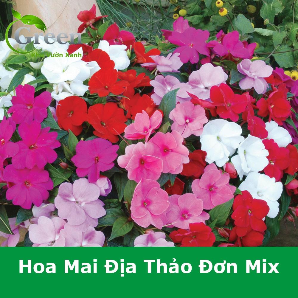 Hạt Giống Hoa Mai Địa Thảo Đơn Nhiều Màu Mix - Gói 50 Hạt