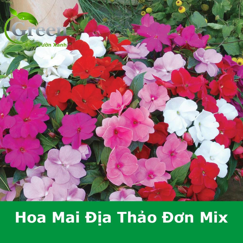 Hạt Giống Hoa Mai Địa Thảo Đơn (Ngọc Thảo Đơn) Nhiều Màu Mix - Gói 50 Hạt