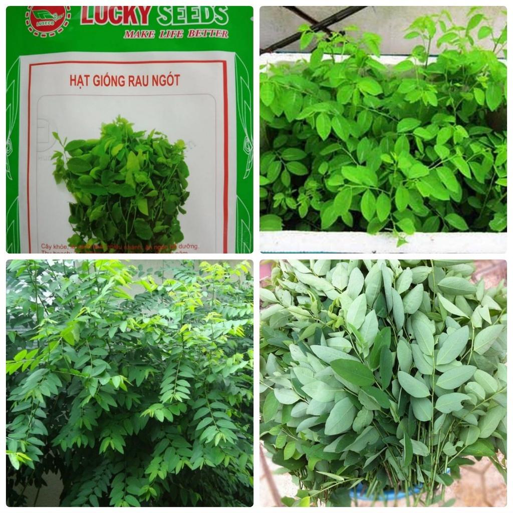 Combo 3 gói hạt giống rau bồ ngót -gói 0,1 gram-tặng kèm gói phân bón lót