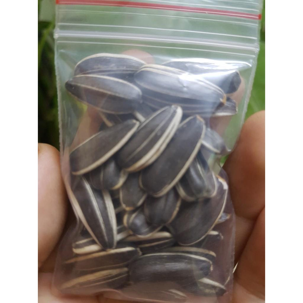 Hạt giống hương dương cao 1 bông gói ~50 hạt