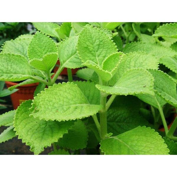 Gói 0,1g Hạt giống rau húng chanh giống tốt, dễ chăm sóc, năng suất cao - Anh nông dân chính hiệu