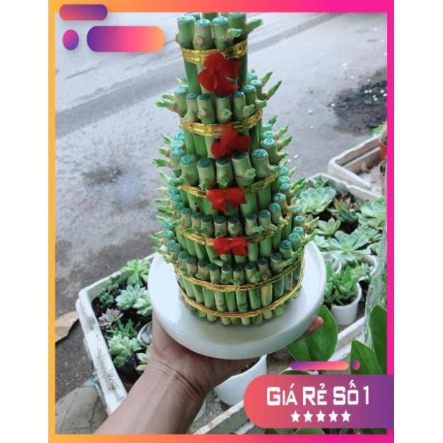 Cây Trúc Phát Tài Kèm Dĩa