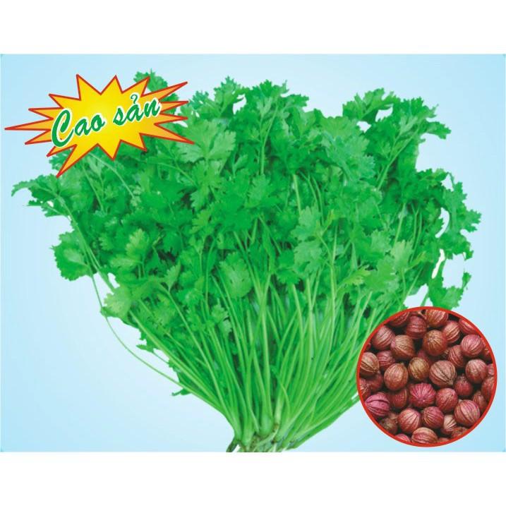 Hạt giống ngò hạt lớn Tây Nam