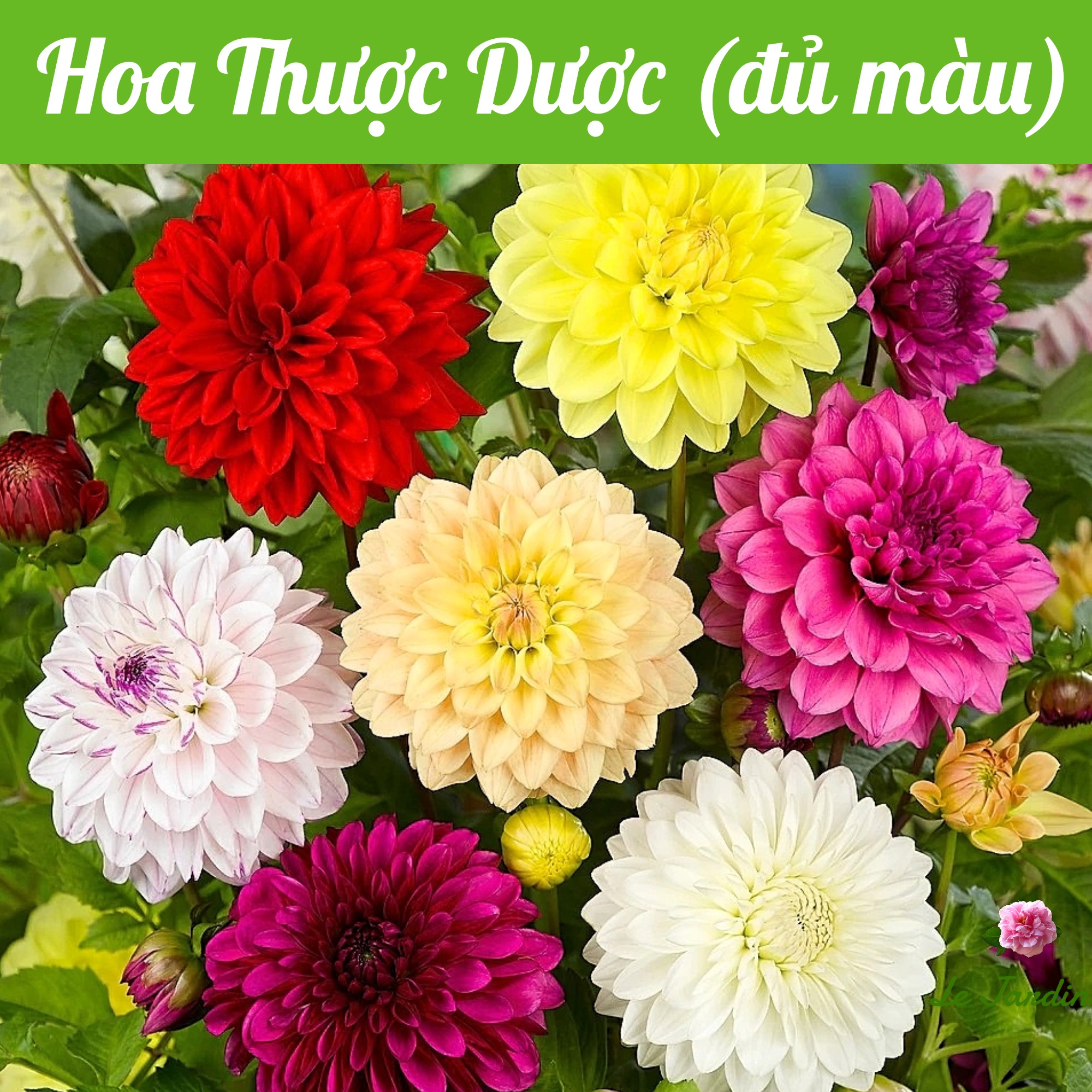 Hạt giống hoa thược dược Thái Lan nhiều màu (DAHLIA 221) gói 5 hạt - DỄ TRỒNG