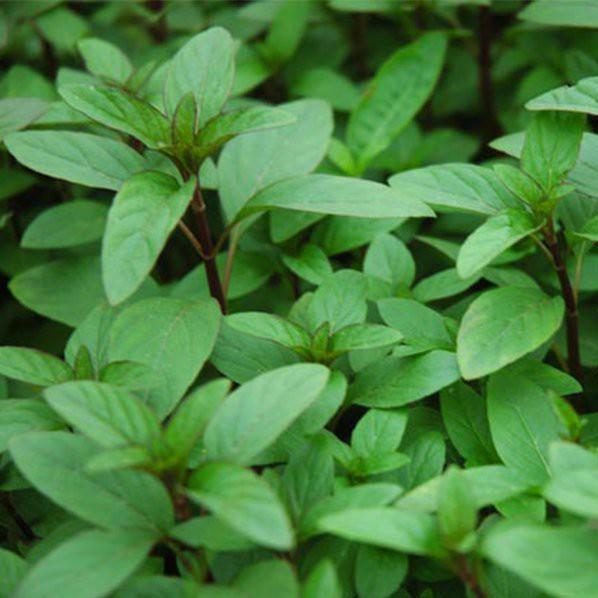 HẠT GIỐNG HÚNG QUẾ CAO SẢN - 10G