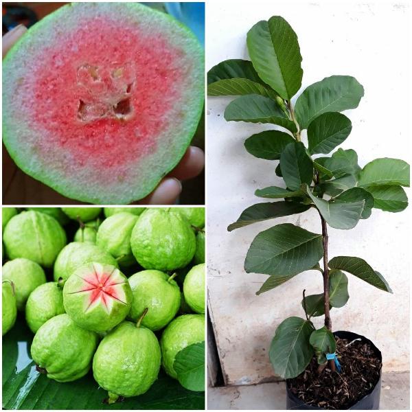 Cây Giống Ổi ruby ruột đỏ không hạt