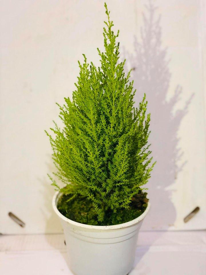 Cây tùng thơm cao 30 cm