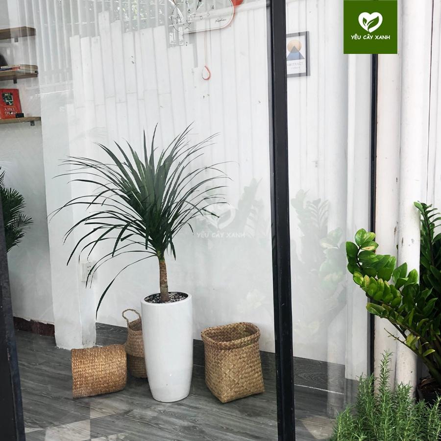 Cây Phát Tài Núi, cây trang trí văn phòng loại cây phong thủy ưa thích