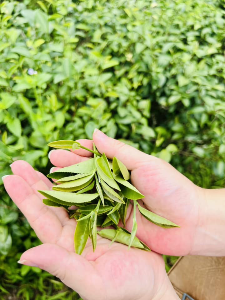 Lục Trà Đường Hoa, Trà xanh Đường Hoa, Tinh hoa Trà cho người Việt