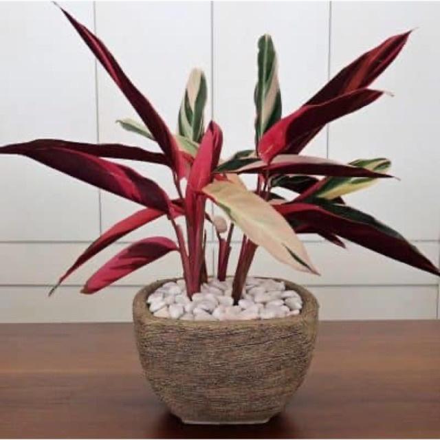 Cây giống chuối hoàng yến lá đỏ cẩm thạch