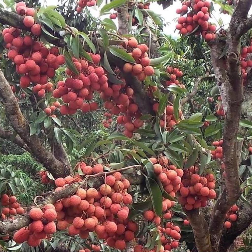 Cây giống Vải Thiều Lục Ngạn siêu trái. [ CÂY CHIẾT BẦU TO KHỔNG LỒ - HÌNH THẬT TẠI VƯỜN ] [ MỚI ] [ GHN ]