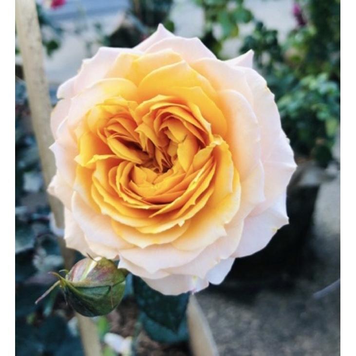 Hoa hồng Orange Moon màu vàng cam đẹp rực rỡ- bầu cây giống phát triển ổn định