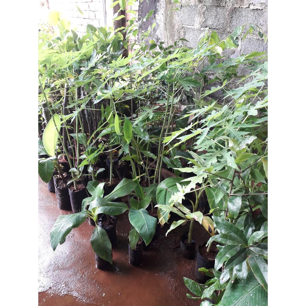 Cây giống Đu Đủ Thái Lan siêu sớm. .