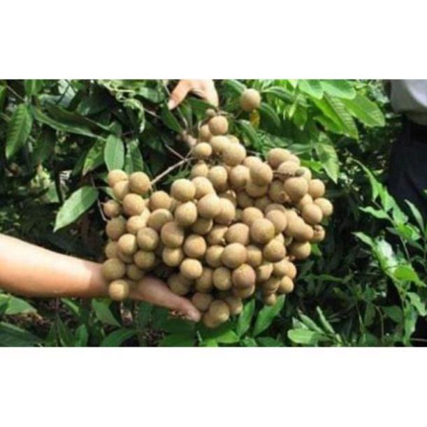 Sản phẩm CÂY GIỐNG NHÃN LỒNG KHÔNG HẠT