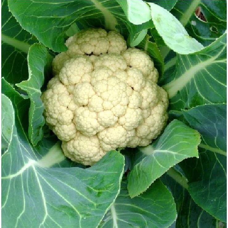 Hạt Giống Súp Lơ Trắng ,Bông Cải Trắng dể trồng f1- gói 0,2 Gram-tặng kèm gói phân bón lót