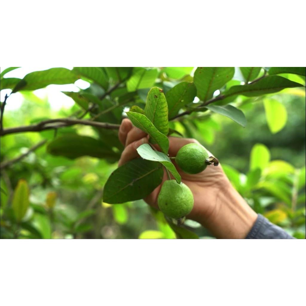 Cây giống ổi Đông Dư cam kết chất lượng