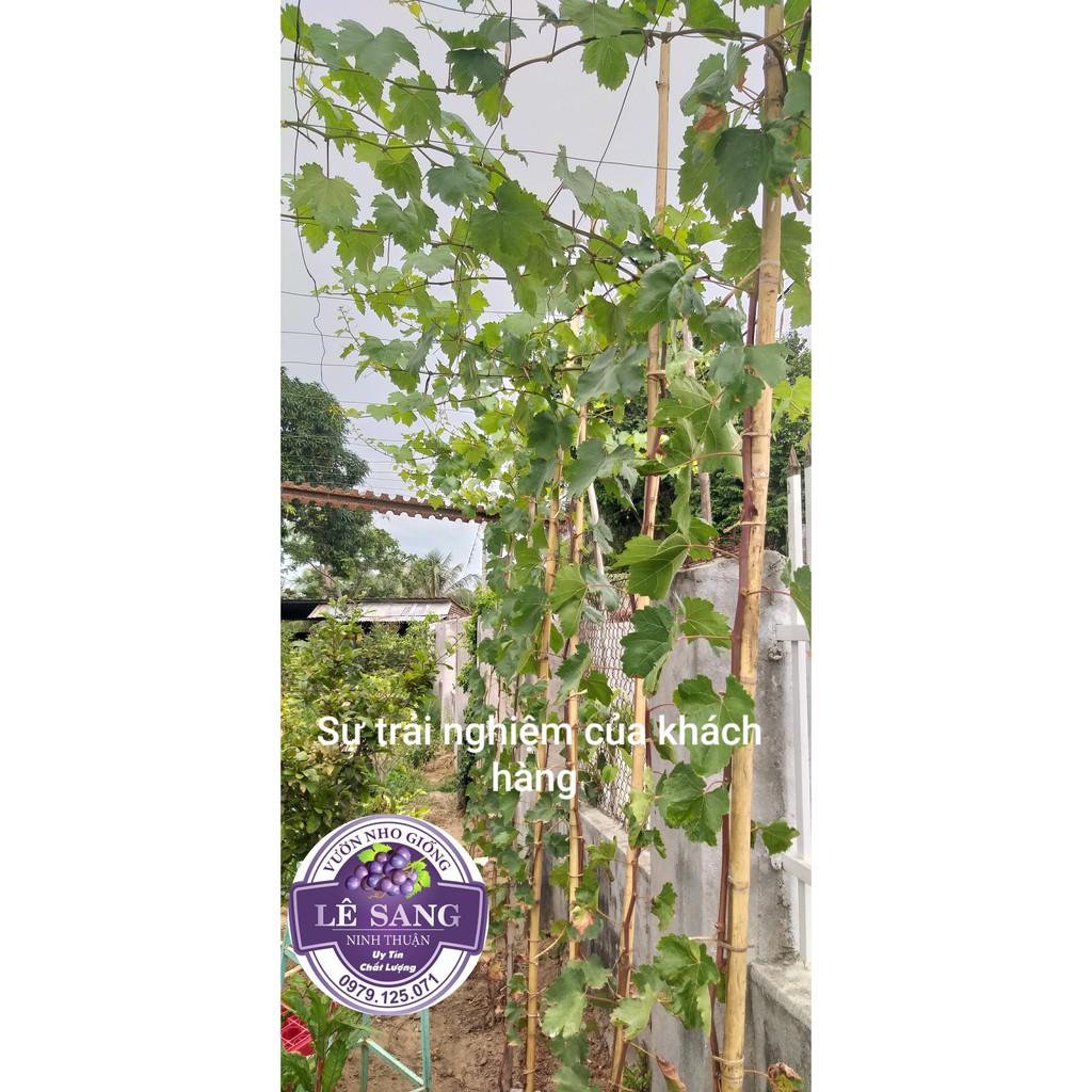 Cây Nho Ngón Tay