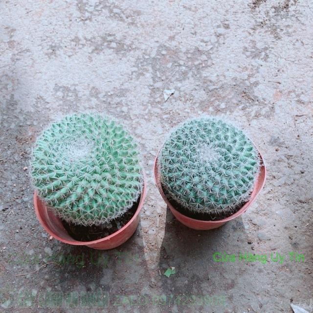 Combo 2 Cây Xương Rồng