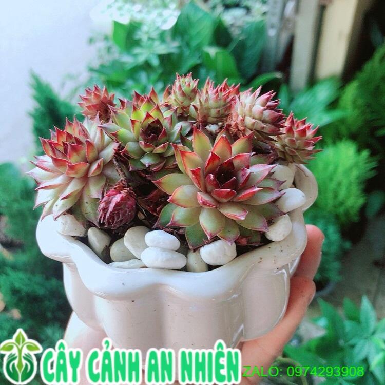 Chậu Sen Phật Bà Đỏ