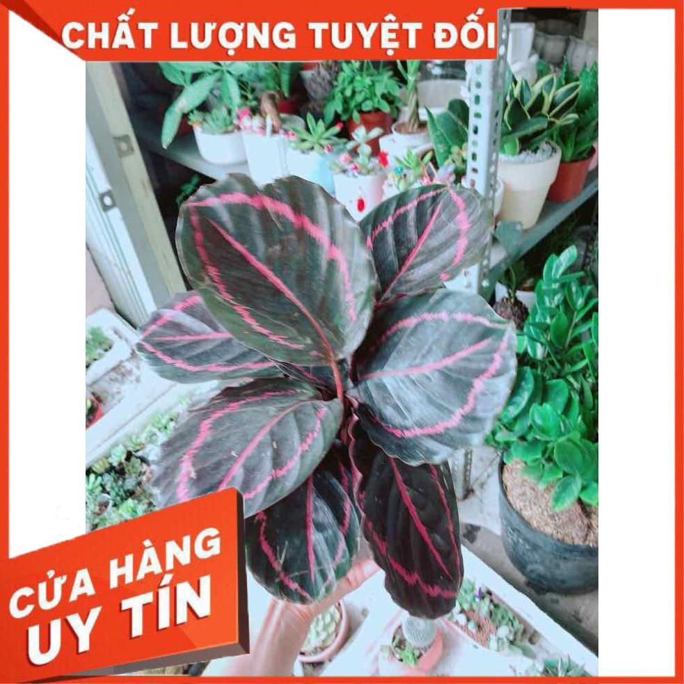 Đuôi công tím Nhiều Người Mua