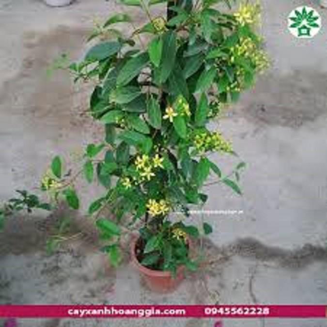 Muồng hoàng yến vàng-cây nguyên bầu gửi đi, cây lớn, gửi đi cắt lá
