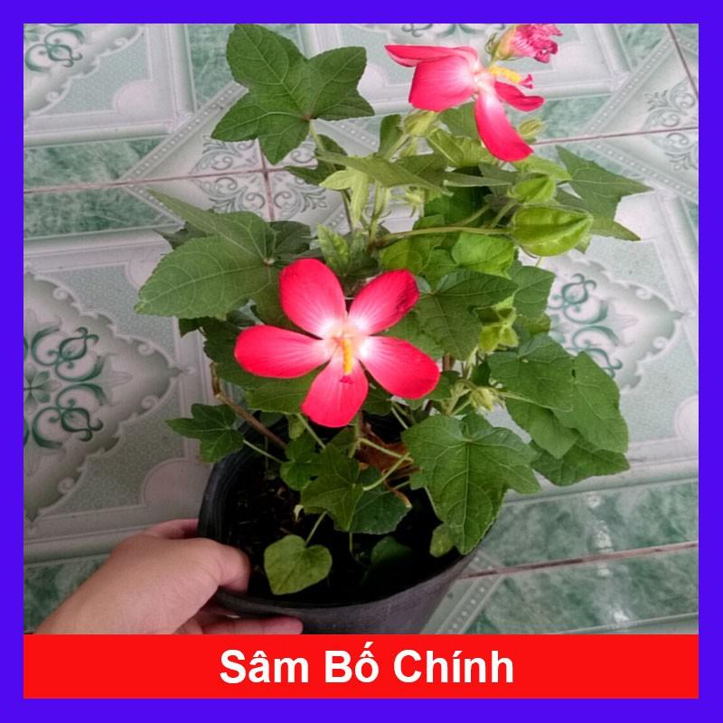 Cây nhân sâm bố chính - cây cảnh sân vườn