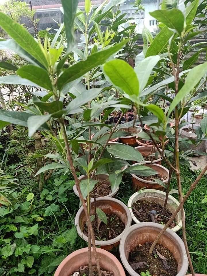 CÂY GIỐNG LÁ VỐI