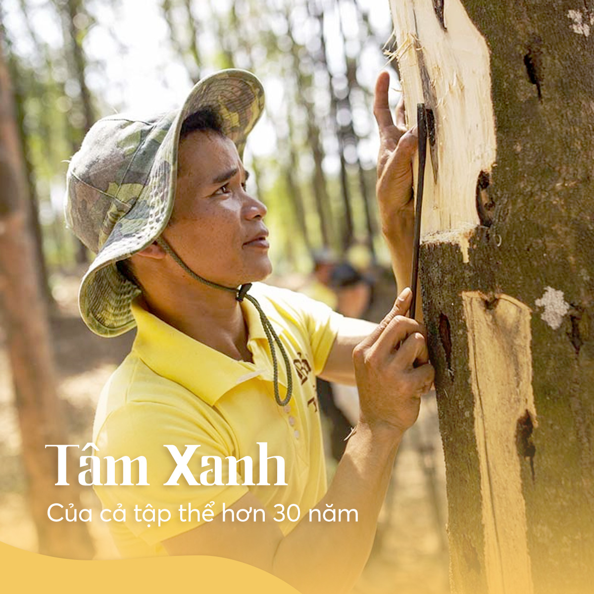 Nhang Trầm Hương Bảo Trầm, Phổ Thông 20cm