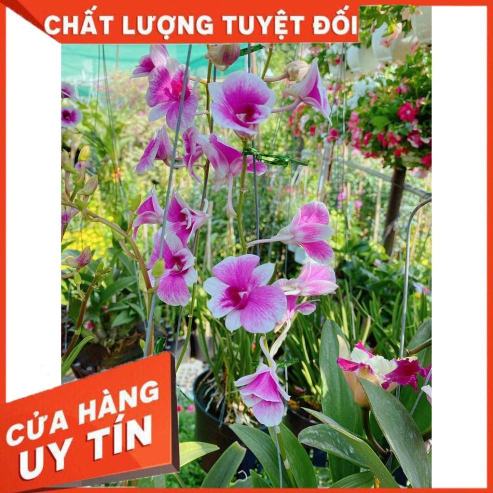 Hoa lan dendro yaya Nhiều Người Mua