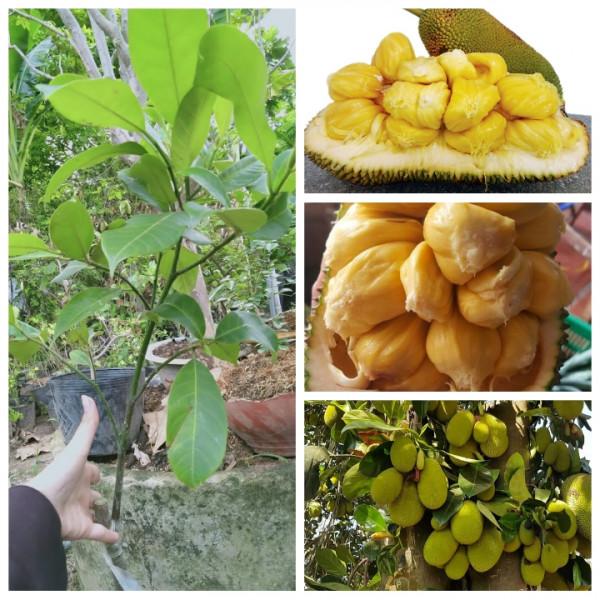 Cây mít tố nữ, cây mít mật ghép cho quả sớm