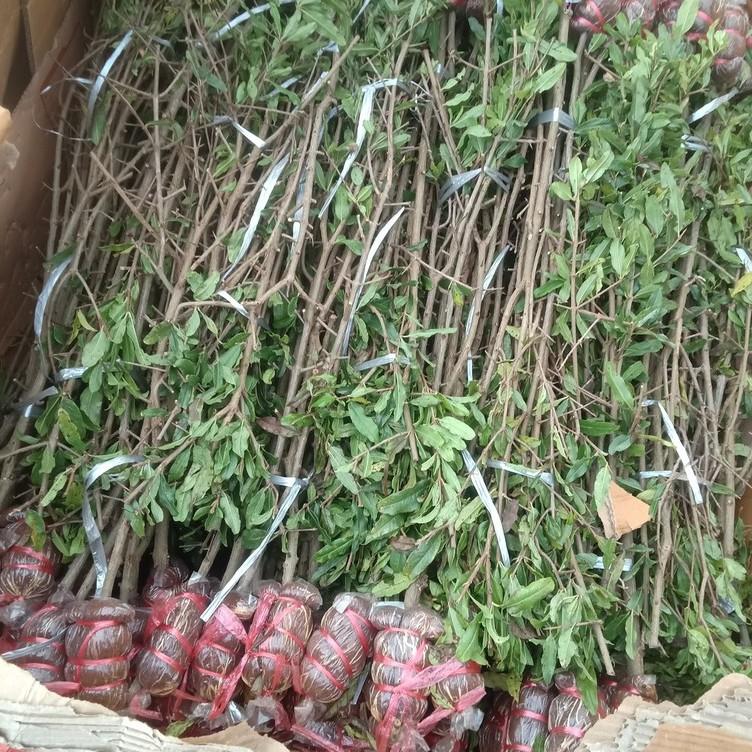 CÂY GIỐNG LỰU ĐỎ ẤN ĐỘ CHUẨN GIỐNG F1 CHO QUẢ TO ĐỎ NGỌT MỌNG NƯỚC